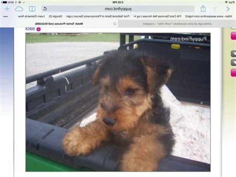 Airedale terrier for sale craigslist - Good Dog helps you find Airedale Terrier puppies for sale near Idaho. Through Good Dog’s community of trusted Airedale Terrier breeders in Idaho, meet the Airedale Terrier puppy meant for you and start the application process today. Find a Airedale Terrier puppy from reputable breeders near you in Idaho. Screened for quality.